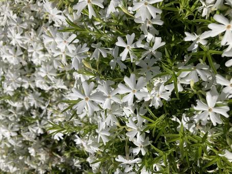 Moss Phlox, JPG Moss Phlox, JPG