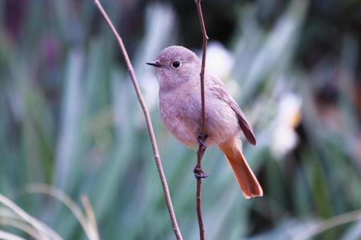 枝に止まるジョウビタキの雌 枝に止まるジョウビタキの雌 鳥,ジョウビタキ,冬の写真素材