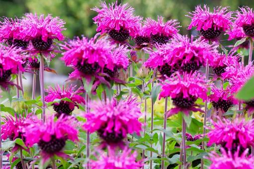 Photo, bergamot, flower, plant, 