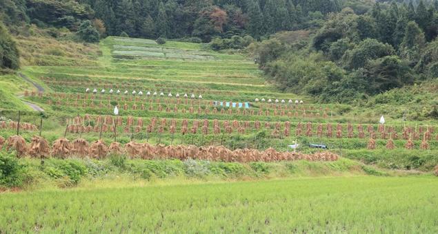 棚田の稲杭雨上がり(山形県山辺町大蕨) 棚田の稲杭雨上がり(山形県山辺町大蕨) 棚田,稲杭,水田の写真素材