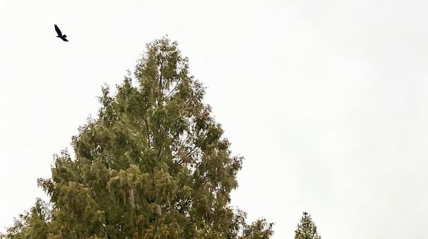 はばたくカラス カラス,木,曇りの写真素材