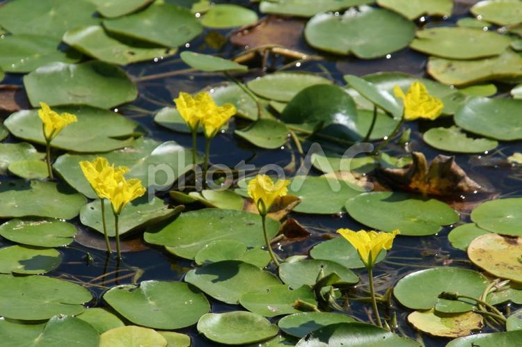 アサザ・浅沙の咲く風景 水草植物,アサザ・浅沙,自然風景の写真素材
