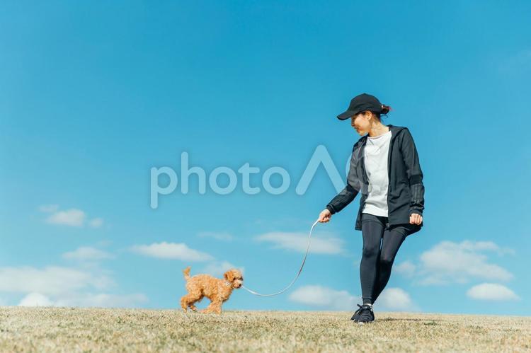 スポーツウェアで犬の散歩をする女性 犬,散歩,女性の写真素材