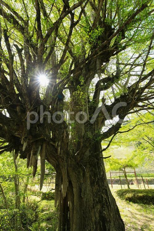 兵庫県朝来市　神子畑の大イチョウ 神子畑の大イチョウ,イチョウ,銀杏の写真素材