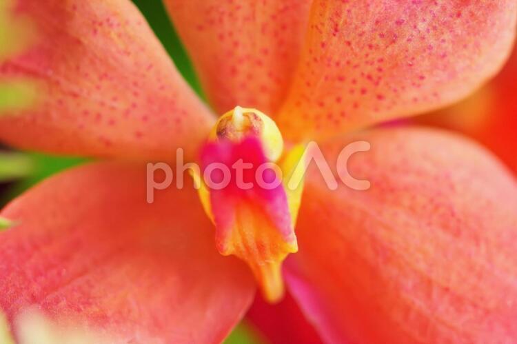モカラの花のアップ モカラ,花,夏の写真素材