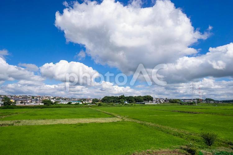 公園の新緑と青空 公園,風景,青空の写真素材