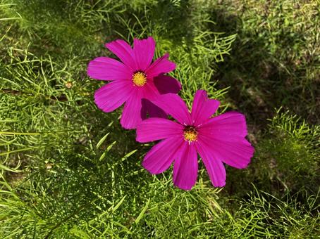 2連のコスモス コスモス,秋,きれいの写真素材