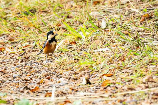 ヤマガラ(28)の写真