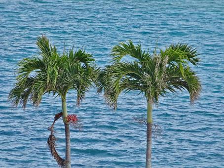 ヤシの木と海 ヤシの木と海 ヤシの木,海,赤い実の写真素材