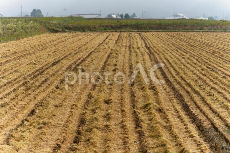 稲刈り後の田んぼ 稲,田んぼ,刈り入れの写真素材