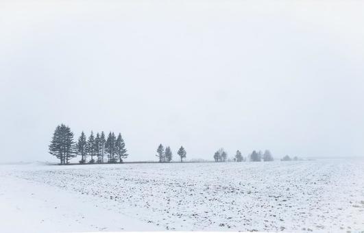 雪に煙る冬の並木と畑 雪に煙る冬の並木と畑 もや,北海道,林の写真素材