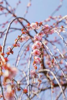 春の訪れを告げるしだれ梅の花 春の訪れを告げるしだれ梅の花の写真