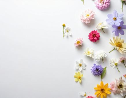 カラフルな花の背景8 カラフルな花の背景8の写真