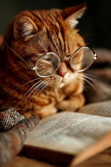 癒やしの時間:本と過ごすオレンジ色の猫 癒やしの時間:本と過ごすオレンジ色の猫の写真