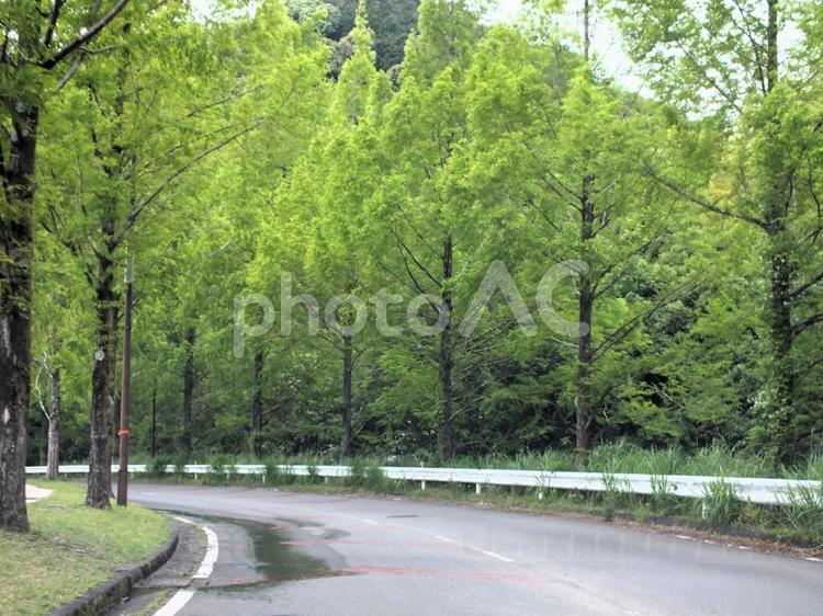 雨上がりの翌日　水たまりの残る道と新緑 街路樹,並木,並木道の写真素材