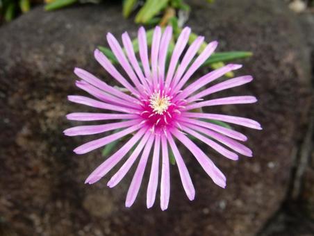 【花の写真】マツバギク（松葉菊） マツバギク,松葉菊,植物の写真素材