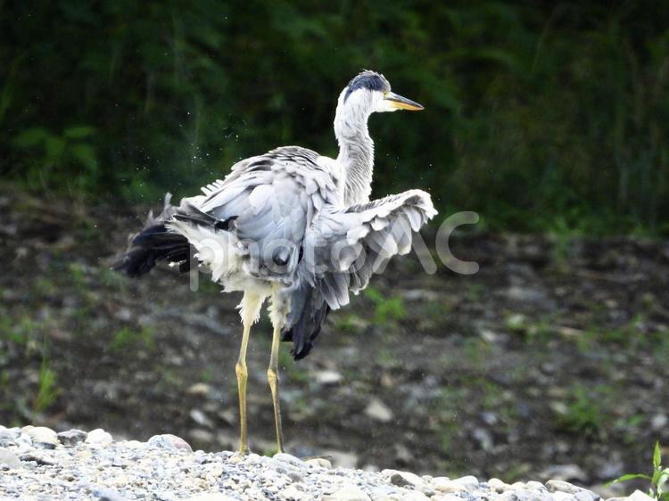 水を篩い落とすアオサギの幼鳥 鳥,野鳥,アオサギの写真素材