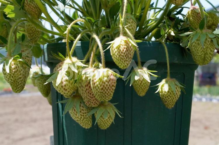 苺の苗を植木鉢で育てる05 苺,いちご,ストロベリーの写真素材