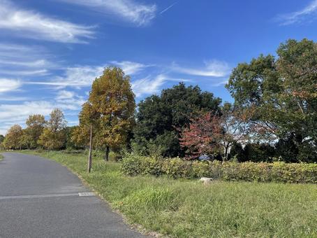 紅葉の並木道 紅葉,並木道,公園の写真素材