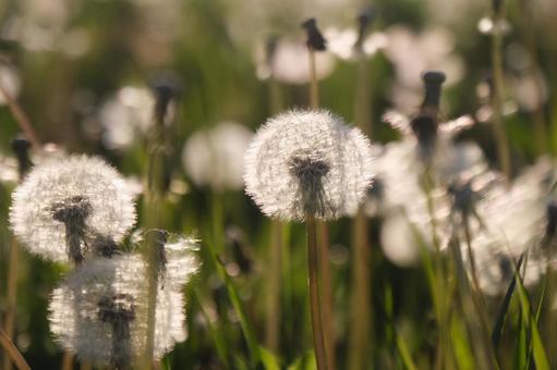 Dandelion, JPG Dandelion, JPG