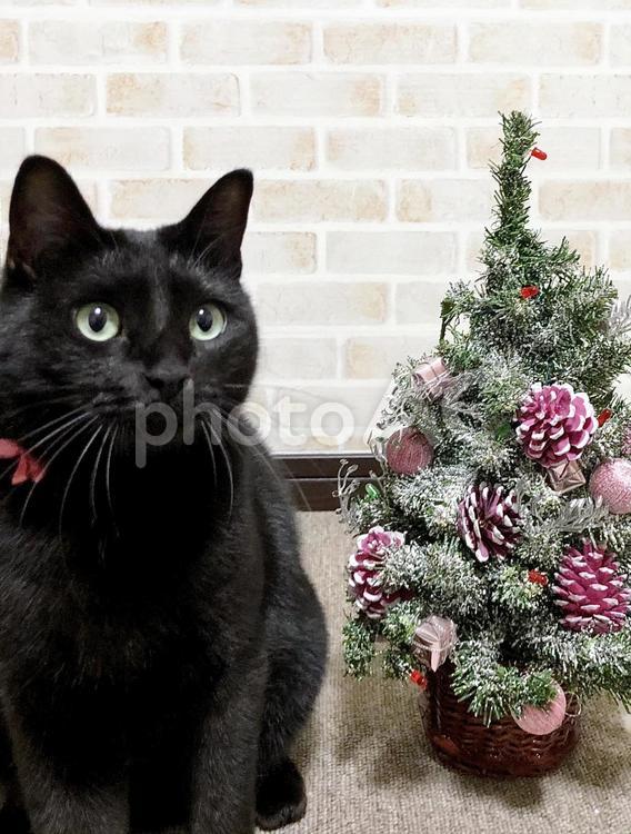 黒猫のクリスマス ねこ,黒猫,クリスマスの写真素材