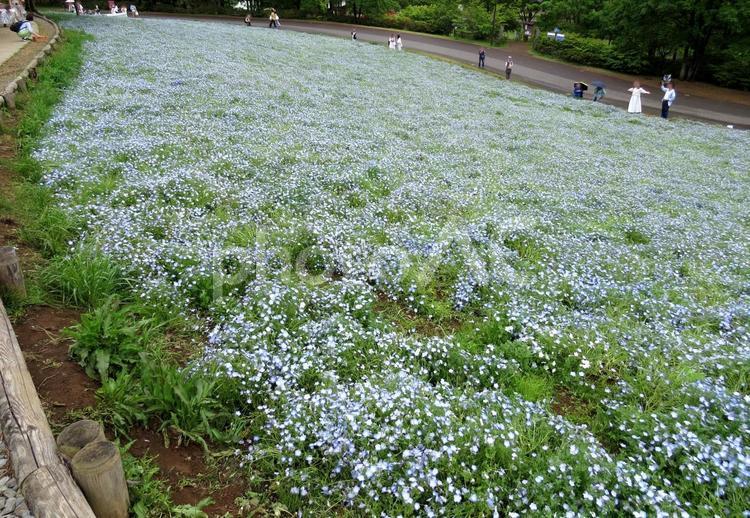 昭和記念公園　ネモフィラ ネモフィラ,花,昭和記念公園の写真素材
