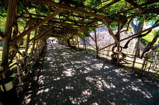 五稜郭公園、藤棚に揺れる光の道 五稜郭公園、藤棚に揺れる光の道の写真