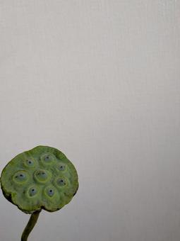 蓮の実・縦 蓮の実・縦 蓮の実,蓮,植物の写真素材