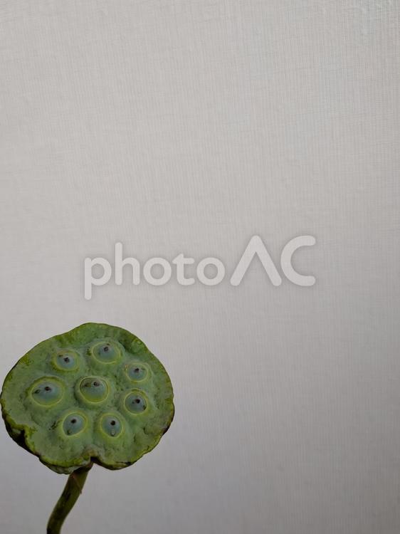 蓮の実・縦 蓮の実,蓮,植物の写真素材