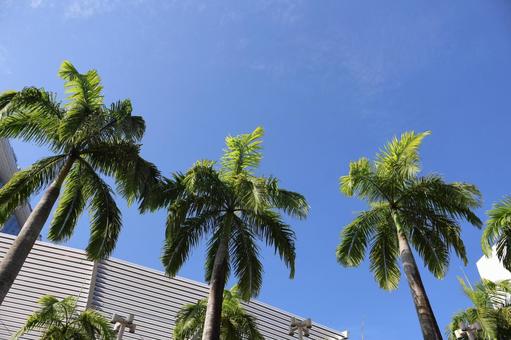 青空とヤシの木と建物のシンガポールの街 青空とヤシの木と建物のシンガポールの街 青空,ヤシの木,建物の写真素材
