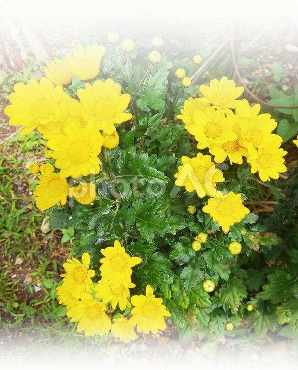 クリサンセマムムルチコーレ クリサンセマムムルチコーレ,グラデーション,花の写真素材