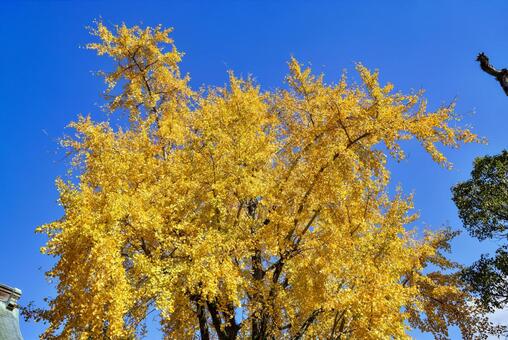 円立寺の大銀杏 円立寺,圓立寺,銀杏の写真素材