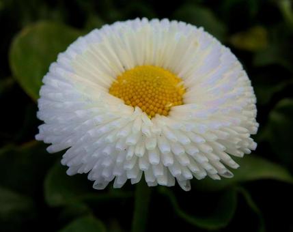 【花の写真】デージーの写真