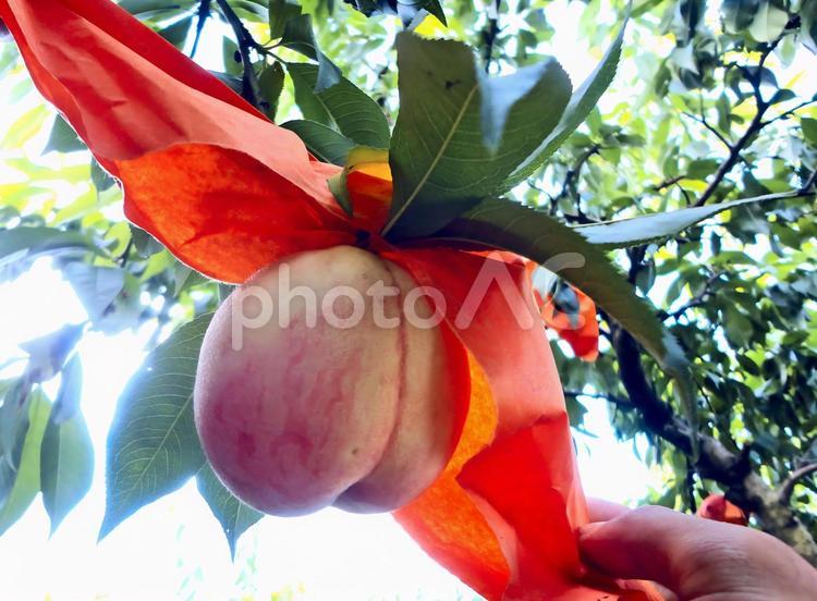 桃　袋掛けを外す　果物狩り 桃,桃狩り,フルーツ狩りの写真素材