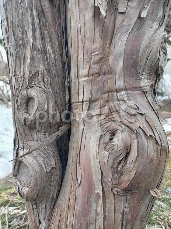 古い木の柄 木,植物,テクスチャの写真素材