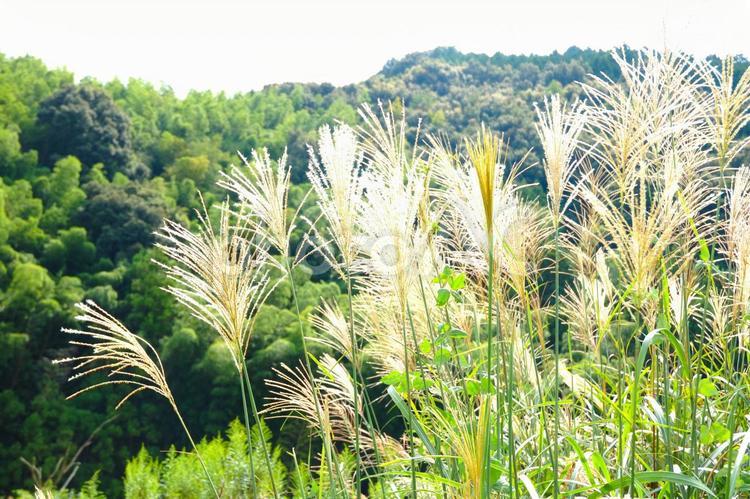 静岡市の里山　すすきの原２ すすき,花穂,風の写真素材