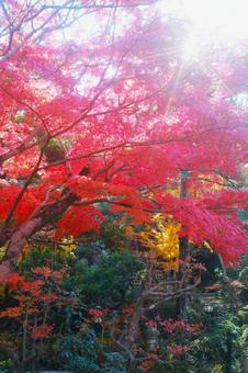 晴天の日の紅葉の風景 晴天の日の紅葉の風景の写真