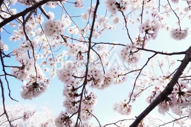 青空と桜 桜,春,ソメイヨシノの写真素材