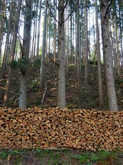 間伐された杉林 間伐された杉林 杉林,杉,間伐の写真素材