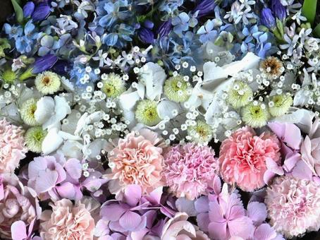 一面の花 花,一面,たくさんの写真素材