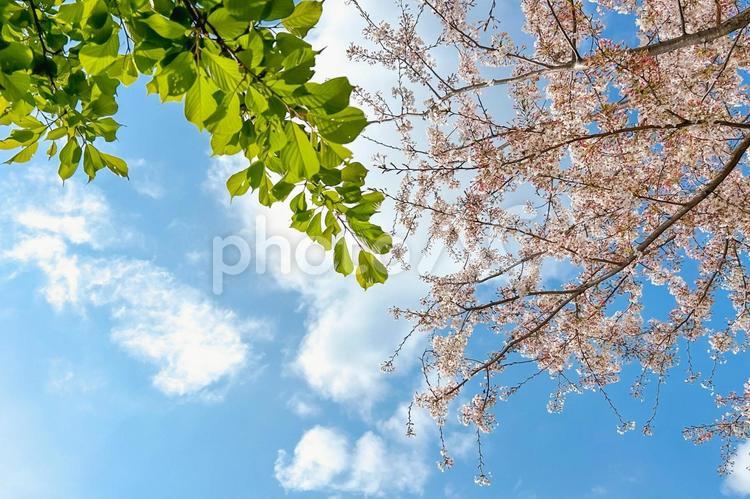 爽やかな春の青空に映える桜の花と緑の葉 桜,春,葉っぱの写真素材