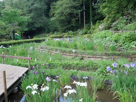 菖蒲の花　6月 菖蒲の花,６月,梅雨の写真素材