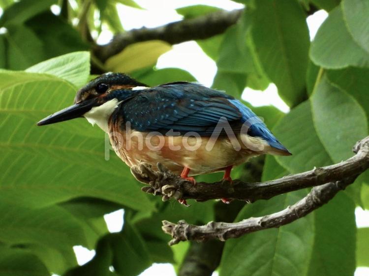 枝につかまり魚を狙うカワセミ 鳥,野鳥,カワセミの写真素材