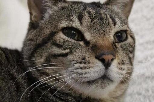 何か眠いの写真