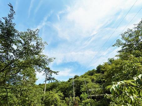 木々と青空と電柱の風景 空模様,空,雲の写真素材