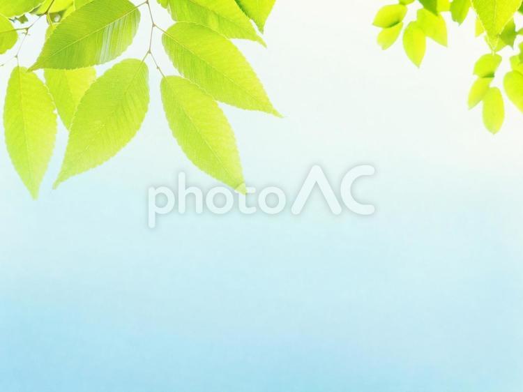 ふんわり空色の背景と明るい緑の葉 葉,葉っぱ,黄緑の写真素材