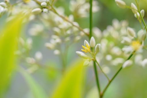 Nandina⑶, early summer, flower, nanten, JPG
