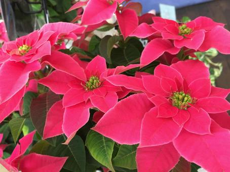 Poinsettia, JPG Poinsettia, JPG