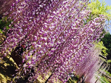 rattan, field, lavender (color), shrub, JPG