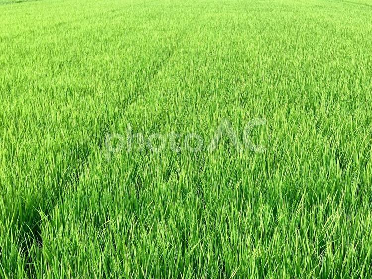 青々と育った夏の稲 稲,稲穂,青いの写真素材